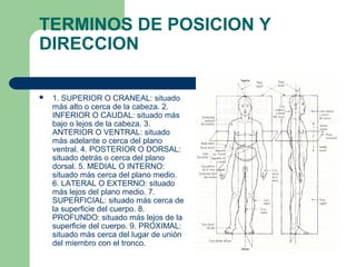 TERMINOS DE POSICION Y
DIRECCION
 1. SUPERIOR O CRANEAL: situado
más alto o cerca de la cabeza. 2.
INFERIOR O CAUDAL: situado más
bajo o lejos de la cabeza. 3.
ANTERIOR O VENTRAL: situado
más adelante o cerca del plano
ventral. 4. POSTERIOR O DORSAL:
situado detrás o cerca del plano
dorsal. 5. MEDIAL O INTERNO:
situado más cerca del plano medio.
6. LATERAL O EXTERNO: situado
más lejos del plano medio. 7.
SUPERFICIAL: situado más cerca de
la superficie del cuerpo. 8.
PROFUNDO: situado más lejos de la
superficie del cuerpo. 9. PROXIMAL:
situado más cerca del lugar de unión
del miembro con el tronco.
 