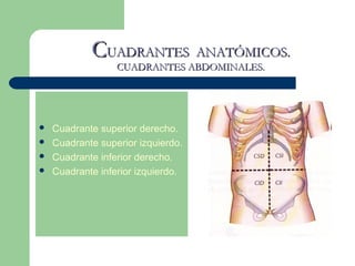 CCUADRANTES ANATÓMICOS.UADRANTES ANATÓMICOS.
CUADRANTES ABDOMINALES.CUADRANTES ABDOMINALES.
 Cuadrante superior derecho.
 Cuadrante superior izquierdo.
 Cuadrante inferior derecho.
 Cuadrante inferior izquierdo.
 