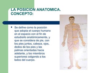 LA POSICION ANATOMICA.
CONCEPTO:
 Se define como la posición
que adopta el cuerpo humano
en el espacio con el fin de
estudiarlo anatómicamente, y
que se considera de pie, con
los pies juntos, cabeza, ojos,
dedos de los pies y las
palmas orientadas hacia
adelante, y los miembros
superiores colgando a los
lados del cuerpo.
 