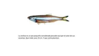 La anchoa es un pez pequeño considerado pescado azul por el color de sus
escamas. Que mide unos 15 cm. Y que come plancton.
