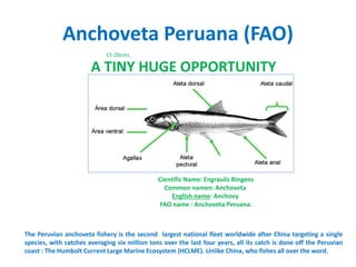 Anchoveta Peruana (FAO) 
15-20cms. 
A TINY HUGE OPPORTUNITY 
Científic Name: Engraulis Ringens 
Common namen: Anchoveta 
English name: Anchovy 
FAO name : Anchoveta Peruana. 
The Peruvian anchoveta fishery is the second largest national fleet worldwide after China targeting a single 
species, with catches averaging six million tons over the last four years, all its catch is done off the Peruvian 
coast : The Humbolt Current Large Marine Ecosystem (HCLME). Unlike China, who fishes all over the word. 
 
