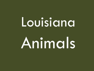 Louisiana   Animals 