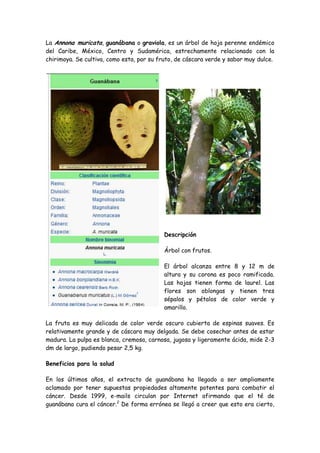 La Annona muricata, guanábana o graviola, es un árbol de hoja perenne endémico del Caribe, México, Centro y Sudamérica, estrechamente relacionado con la chirimoya. Se cultiva, como esta, por su fruto, de cáscara verde y sabor muy dulce. <br />1587565405<br />28403551193165<br />Descripción<br />Árbol con frutos.<br />El árbol alcanza entre 8 y 12 m de altura y su corona es poco ramificada. Las hojas tienen forma de laurel. Las flores son oblongas y tienen tres sépalos y pétalos de color verde y amarillo.<br />La fruta es muy delicada de color verde oscuro cubierta de espinas suaves. Es relativamente grande y de cáscara muy delgada. Se debe cosechar antes de estar madura. La pulpa es blanca, cremosa, carnosa, jugosa y ligeramente ácida, mide 2-3 dm de largo, pudiendo pesar 2,5 kg.<br />Beneficios para la salud<br />En los últimos años, el extracto de guanábana ha llegado a ser ampliamente aclamado por tener supuestas propiedades altamente potentes para combatir el cáncer. Desde 1999, e-mails circulan por Internet afirmando que el té de guanábana cura el cáncer.[2] De forma errónea se llegó a creer que esto era cierto, sin embargo, no existen pruebas in vivo de que la guanábana, o algún compuesto de esta sea efectivo contra algún tipo de cáncer en humanos.[2]<br />Existen diversos estudios sobre la anonacina, el compuesto de la guanábana que tendría efectos anticancerosos, sin embargo, esos estudios fueron solamente realizados in vitro o in vivo en animales, no existiendo aún ningún estudio clínico, en humanos.[3] Un motivo citado para la falta de estudios clínicos en humanos es el hecho de que no se puede patentar una planta, lo que lleva a ciertos laboratorios, que patrocinan los estudios a concentrar las investigaciones en los principios activos, acetogeninas anonáceas, en vez de la planta.<br />Un investigación in vitro realizados en conjunto por la facultad de farmacia y bioquímica de la Universidad Nacional Mayor de San Marcos y la Universidad Peruana Cayetano Heredia mostró que un extracto etanólico de hojas de annona muricata tiene un efecto citotoxico sobre los tipos C678 y H460 de cultivos de líneas celulares de adenocarcinoma gástrico y pulmonar.[4]<br />Efecto de las acetogeninas de las anonáceas en las células<br />Las acetogeninas de las anonáceas son sustancias cerosas que resultan de la combinación de ácidos grasos de cadena larga (C32 ó C34) con una unidad de 2-propanol en el carbono 2 para formar una lactona terminal (dicha lactona queda al inicio de la cadena).[5]<br />Riesgos para la salud<br />Estudios en el Caribe sugieren una conexión entre consumo de esta fruta y formas atípicas de la enfermedad de Parkinson debido a la muy alta concentración de annonacina.[6] [7] La concentración de annonacina en la fruta (15 mg/fruta) o en el néctar comercial (36 mg/lata) es cien veces mayor que en el té elaborado a partir de sus hojas (140 μg/taza).[8]<br />Annona muricata es el nombre científico del árbol de guanábana. Las propiedades de la guanábana son muy conocidas por sus efectos anticancerígenos. En realidad, lo que se utiliza con dicho fin son las hojas de guanábana, más conocidas como graviola.<br />Las propiedades de la graviola han sido estudiadas no sólo en el tratamiento del cáncer, sino también en otras enfermedades, ya que además de los beneficios de las hojas, tanto la corteza y semillas, como las flores y frutos han demostrado poseer propiedades en el tratamiento de diversos trastornos de salud.En cualquier caso, interesa que conozcas que contraindicaciones o efectos secundarios puede tener el uso de suplementos de guanábana, ya que en estos sus principios activos, pueden estar concentrados, lo que puede ocasionarte problemas en determinadas circunstamcias: <br />En primer lugar, es hipotensora, a partir de su acción cardiodepresora y vasodilatadora por lo que el consumo de suplementos de guanábana, puede estar contraindicado durante el embarazo.<br />Por sus propiedades antimicrobianas, su empleo continuo puede alterar la flora intestinal. <br />A altas dosis puede causar náuseas o vómitos.<br />Respeta la dosis y modo de administración indicado en el envase. Puedes comprar guanábana online en Vida Natural.<br />Propiedades de la annona muricata<br />Efectos secundarios de la guanábana<br />Las propiedades de la annona muricata, nombre científico de la guanábana, han sido muy estudiadas a partir de los beneficios que ofrecen las hojas de este árbol, conocidas como graviola, en el tratamiento del cáncer. A pesar de que no se habla habitualmente de sus contraindicaciones, sus principios activos producen determinados efectos que es conveniente que conozcas, antes de consumirla. <br />Escrito por Mabet Lasso    Martes, 02 de Febrero de 2010 18:00 Nombre científico: Annona muricata OrigenPosiblemente originaria de Sudamérica, pero está difundida por toda América tropical y el Caribe. En Costa Rica se encuentra ampliamente cultivada y tal vez naturalizada en algunas localidades, principalmente en elevaciones bajas (0-700 m) con climas húmedos y calientes. También se cultiva en el sudeste Asiático y en las islas Filipinas. Característicasright-1734820Es un árbol pequeño que llega a alcanzar hasta 10 metros de altura. Posee un follaje compacto, con hojas simples, grandes, brillantes y de color verde oscuro. Las flores son bisexuales solitarias o en pares, en tallos cortos que brotan de las ramas viejas; el cáliz con 3 sépalos diminutos y la corola con 6 pétalos de color amarillo.  El fruto es una baya de forma acorazonada u ovoide, con un peso comprendido entre 2 y 4 kilos.  La cáscara es de color verde oscuro brillante, que se vuelve verde mate cuando está madura y está cubierta de espinas. La pulpa es blanca y jugosa de sabor agridulce.  El fruto alberga en su interior numerosas semillas de color negro que se desprenden fácilmente. Por su aspecto, el fruto es semejante a la chirimoya, especie del mismo género. Clima y Suelo Prospera mejor en climas cálidos y húmedos entre 23 y 30ºC. Crece en suelos con buen drenaje, suelos francos o franco-arcillosos, de buena profundidad, con pendientes máximas del 50%. El árbol de guanábana es exigente, principalmente en nitrógeno, fósforo y potasio. Se desarrolla en un pH ligeramente ácido de 5,5 a 6,5. Sistemas de FincasNormalmente se encuentra en huertos caseros, aunque en ocasiones se encuentra dando sombra a cultivos como el café en el Pacífico Sur de Nicaragua o en Acosta y Puriscal, Costa Rica.  Al ser un árbol pequeño y que da fruta pronto, puede plantarse en medio de otros árboles como mango o aguacate. Luego, cuando el cultivo principal requiere espacio, se cortan. Las semillas se toman de frutos completamente maduros de plantas de buena productividad y en buenas condiciones sanitarias. Se lavan para eliminar el mucílago y se secan a la sombra por dos o tres días. Las semillas sembradas inmediatamente presentan alto poder germinativo, pero se pueden conservar durante varios meses, o hasta por 2-3 años en recipientes herméticamente cerrados. La distancia de plantación recomendada para plantaciones comerciales es de 7 m entre hileras y 6 m entre plantas, para tener densidades de 238 plantas/Ha. La plantación tiene una vida útil de 20-25 años. Se sugiere la aplicación de un fertilizante completo como el 17-6-18-2, en forma incremental, partiendo de 240 kg/ha el primer año, hasta alcanzar 1650 kg/ha a partir del octavo año. Igualmente se debe aplicar urea, en cantidades pequeñas. Cuando no se dispone de riego, la mejor época para la aplicación de fertilizantes es cuando se inicia el período de lluvias con el fin de dar una adecuada disponibilidad de nutrientes en el suelo, listos para ser aprovechados por las plantas. Para el arranque inicial del cultivo, es necesario disponer de una buena provisión de nitrógeno, fósforo y potasio, esto ayuda a la planta a formar adecuadamente su follaje y raíces. Las podas son cortes de ramas y ramillas que están en exceso, rotas, enfermas o secas. La misma se realiza para facilitar las prácticas culturales, ventilación y reducción del desarrollo de enfermedades. En los left-1176655árboles de guanábana generalmente se practica la poda de formación con el fin de dar forma a los arbustos y para evitar el excesivo crecimiento foliar que reduce la producción. Cosecha Cada árbol produce de 12-24 frutos de promedio por año, con un peso medio de 2 kg por fruto, variando grandemente con la variedad o clon usado y el manejo que se de a la planta. Aunque la floración comienza en el segundo año, las cosechas comerciales solo se obtienen a partir del tercer año en los provenientes de injerto y al 5º año en los provenientes de semilla, dependiendo además de las condiciones ecológicas y el manejo que se haya dado al cultivo. La cosecha de los frutos debe hacerse cuando el color verde oscuro brillante cambia a verde claro y cuando las areolas o espinillas carnosas se separan o desaparecen.  En este momento la guanábana alcanza su máximo desarrollo y madura muy rápidamente. No se recomienda dejar que los frutos maduren en la planta, por lo que debe recorrerse la plantación periódicamente. No se debe recolectar los frutos muy verdes, porque en este caso la pulpa queda con un sabor amargo por la maduración forzada. Debe evitarse apilar muchos frutos y se recomienda el uso de cajas de madera de 15 a 20 kg de capacidad. ComercioEl mercado de la pulpa de guanábana para helados, refrescos y néctares es bueno en América tropical. También se consume como fruta fresca, aunque en menor proporción. Existe interés industrial por sabores más agridulces, que no puede ser satisfecho por falta de plantaciones comerciales. El mercadeo internacional de productos procesados, principalmente jugo enlatado o embotellado, se limita virtualmente a América Central y Suramérica. Algunos de los problemas que enfrentan los agricultores respecto de la guanábana son que algunos de sus árboles nunca producen, muchos frutos son atacados por insectos y hongos, a veces las ramas se rompen bajo el peso de los frutos, o los frutos a veces son muy ácidos o fibrosos.  Sin embargo, las plantaciones se han incrementado en Costa Rica en los últimos años, gracias al constante aumento de la demanda y los precios. Contrariamente a las otras anonáceas, la guanábana es un fruto típico para la industrialización.  La pulpa no se oxida como en la chirimoya.  El agradable aroma y sabor de su pulpa le confiere ventajas en este aspecto. Valor Nutricional por cada 100 gramos de porción comestible de guanábana Calorías                           61,3 - 53,1Humedad                      82,8 gProteína                          1,00 gGrasa                              1,00 gCarbohidratos               14,63 gFibra                              0,79 gCenizas                      60,0 gCalcio                         10,3 mgFósforo                           27,7 mgHierro                           0,64 mgVitamina A (B- caroteno)0,02 mgTiamina                       0,11 mgRiboflavina                       0,05 mgNiacina                           1,28 mgAcido ascórbico             29,6 mg UsosEl uso principal es el de la fruta, que puede consumirse fresca, cocida o asada para postre cuando está completamente madura, o mezclada con leche o helado como bebida o yogurt. A menudo se usa el concentrado de la pulpa con azúcar añadido para hacer conservas, jaleas, mermeladas, gelatina, néctar o jarabes. En Indonesia se prepara un dulce cociendo la pulpa en agua y añadiendo azúcar hasta que la mezcla se endurece. En Filipinas, las frutas jóvenes aun blandas con semillas se usan como verdura, mientras que las más maduras y firmes se usan para confitería, para hacer dulces de delicado sabor y aroma. En México se preparan bebidas alcohólicas y refrescantes. La madera es suave, ligera, de albura blanquecina y duramen marrón, no duradera. Raramente se usa para aserrío pero ha sido usada para yugos de bueyes. Todas las partes del árbol en general tienen propiedades insecticidas, debido a dos alcaloides llamados muricina y muricinina, aunque raramente son usadas por los productores con este fin. right0Las hojas tienen aplicaciones medicinales para reumatismo, enfermedades de la piel, resfriados, dolores de estómago, diabetes, sedante y antiespasmódico. Un masaje con las hojas es bueno para aliviar el shock nervioso. El te de sus flores o las yemas florales se mezcla con miel para los resfriados, dolor del pecho y desórdenes nerviosos. La corteza y frutos jóvenes, al contener taninos, se usan para tratar diarreas y disentería. La corteza verde se frota en heridas como coagulante. Las propiedades curativas de la guanabana el el tratamiento del cáncer han sido muy difundidas. El zumo de la fruta madura es bueno y tiene efecto. Por último, las semillas se utilizan pulverizadas, como repelentes de insectos. Plagas y Enfermedades Las larvas de 2 cm de la broca del fruto (Cerconota annonella) perforan el fruto y lo arruinan. El control se debe hacer eliminando los frutos atacados, haciendo podas sanitarias y usando trampas. La broca del tronco y las ramas (Cratosomus bombina), es un escarabajo que tiene 2 cm de largo y color oscuro. Las larvas penetran en la madera, formando galerías. Se controla con podas de limpieza, eliminando las ramas atacadas y aplicando una pasta de oxicloruro de cobre La enfermedad antracnosis (Colletotrichum gloesporioides) es un hongo que ataca las hojas, ramas, flores y frutos, produciendo la podredumbre negra del fruto, especialmente en la época lluvioSa.Actualizado ( Martes, 02 de Febrero de 2010 19:26 ) Annona muricata<br />De las 60 o más especies del género Annona,  de la familia Annonaceae, la guanábana, A. muricata L., es el árbol mas tropical, con la fruta mas grande y a su vez mas suseptible a la conservación y procesamiento. Es conocida en la mayoría de los países de habla hispana como guanábana, en El Salvador, como guanaba; en Guatemala, como huanaba, en México, a menudo como zopote de viejas, o cabeza de negro, y en Venezuela, como Catoche catuche o, en Argentina , como anona de puntitas o anona de broquel; en Bolivia, sinini, en Brazil, araticum, Graviola, o jaca do Pará, en las Antillas Neerlandesas, sorsaka o zunrzak, este último nombre también se utiliza en Surinam y Java; En Indias Occidentales de habla francesa, África occidental y el sudeste asiático, especialmente Vietnam del Norte, es conocida como corossol, gran corossol, corossol epineux, o cachiman epineux. En Malasia, puede ser llamado durian Holanda, durian maki, en Tailandia, jue-rian-khack.<br />Descripción    <br />El árbol de guanábana es de ramas caídas, bajas y delgadas, y alcanza una altura de 25 o 30 pies (7.5-9 m).  Las hojas de fuerte olor, algo desagradable son normalmente perennes, alternas, lisas, brillantes, de color verde oscuro en la superficie superior, y mas claras por la inferior, oblongas y elípticas de 2 1 / 2 a 8 pulgadas (6.25-20 cm) de largo y 1 a 2 1 / 2 pulgadas (2.5-6.25 cm) de ancho.Las flores son simples y pueden surgir en cualquier lugar en el tronco, ramas o ramillas. Son de corto peciolo, 1 1 / 2 a 2 pulgadas (4 a 5 cm) de largo, regordeta, y triangular-cónica, de 3 pétalos externos algo anchos y carnosos de color amarillo-verdoso y tres pétalos mas estrechos interiores de color amarillo pálido.El fruto es mas o menos ovalado o en forma de corazón, a veces irregular, asimétrico o curvo, debido al desarrollo anormal del fruto por lesiones de insectos. El tamaño varía de 4 a 12 pulgadas (10-30 cm) de largo y hasta 6 pulgadas (15 cm) de ancho, y el peso puede estar entre 10 y 15 libras (4.5-6.8 kg).La fruta está cubierta con una piel coreácea, delgada, reticulada, no comestible, de la que surgen desde pocas, hasta muchas protuberancias finas curvadas y blandas que semejan espinas. Estas protuberancias se van haciéndo mas cortas a medida que la fruta madura.<br />La piel se rompe fácilmente cuando la fruta está madura, es verde oscuro en la fruta inmadura, convirtiéndose a ligeramente amarillento-verde cuando madura, es suave al tacto. Su superficie interior es de color crema y granular y se separa fácilmente de la masa interior de color blanco nieve, fibrosa, jugosa y mas o menos segmentada alrededor del núcleo central.<br />El aroma de la pulpa es típico algo similar a la piña, de sabor ácido-subácido y único. La mayoría de los segmentos de la fruta contienen semillas. En cada segmento fértil existe una única semilla ovalada, lisa y dura, de color negro de l / 2 a 3 / 4 pulgadas (1,25-2 cm) de largo, Una fruta puede contener desde unas pocas docenas a 200 o mas semillas. <br />Origen y Distribución <br /> Oviedo, en 1526, describe como la guanábana es muy abundante en las Indias Occidentales y en el norte de América del Sur. Hoy en día se encuentra en las Bermudas y las Bahamas       tanto silvestre como cultivada, desde el nivel del mar hasta una altitud de 3500 pies (1150 m). En toda la Indias Occidentales, el sur de Mexico a Perú y Argentina.<br />Fue uno de los primeros árboles frutales llevados desde América a los trópicos del Viejo Mundo de donde ha sido ampliamente distribuida por el sureste de China, Australia y las tierras del este y del oeste de África. Es común en los mercados de Malasia y el sureste de Asia. Frutos muy grandes y simétricos se han visto en venta en Vietnam del Sur. Quedó definitivamente establecido en una fecha temprana en las islas del Pacífico. El árbol se ha planteado con éxito, pero nunca ha dado frutos en Israel.<br />En las regiones donde se prefieren las frutas dulces, como en el sur de la India y Guam, la guanábana no ha gozado de gran popularidad. Se cultiva solo en medida limitada en Madras.  Sin embargo, en las Indias Orientales es reconocida como un de los mejores frutos.<br />La guanábana es uno de los frutos mas abundantes en la República Dominicana y uno de los mas populares en Cuba, Puerto Rico, las Bahamas, Colombia y el noreste de Brazil.La isla de Granada produce guanábans especialmente grandes y perfectas y las exporta regularmente en barco al mercado de Puerto de España, debido a la escasez en Trinidad.<br />Esta es una de las 14 frutas tropicales recomendadas por el Instituto Latinoamericano de Mercadeo Agrícola para la plantación y comercialización a gran escala. <br />Variedades<br />Teniendo en cuenta que la mayoría de las anonnas son compatibles en la polinización, es muy común que de manera natural las diferentes especies del género se crucen entre ellas, dando lugar a una alta variabilidad entre un especimen y otro cuando se reproducen desde la semilla. La guanábana no es excepción, por este motivo hay una gran diversidad de frutos presentes en los árboles de guanábana producidos desde semillas en las distintas partes del mundo, lo que hace virtualmente imposible hacer una clasificación detallada de diferentes cultivares. Lo mas común es, en general, clasificarlas en tres grandes grupos, quot;
dulcesquot;
, quot;
sub-ácidasquot;
 y quot;
ácidasquot;
, grupos que a su vez se pueden dividir de acuerdo a la forma en, quot;
redondeadasquot;
, quot;
 acorazonadasquot;
 o quot;
angularesquot;
. También de acuerdo a la textura de la masa la clasificación puede variar desde quot;
suave y jugosaquot;
 hasta quot;
firme y semi-secaquot;
.<br />En algunos casos la mayor o menor cantidad de fibras en la masa puede distinguir variedades desde quot;
muy fibrosaquot;
 hasta quot;
sin fibraquot;
.El autor de este artículo ha tenido la oportunidad de probar una guanábana en Cuba con un perfecto sabor a anón de ojos.<br />Clima<br />La guanábana es puramente tropical. Árboles jóvenes en el sur de la Florida expuesto a solo unos pocos grados por debajo de la congelación han muerto por el frío. Los árboles que han sobrevivido hasta la edad de la fructificación y que se encuentran en condiciones mas protegidas como en la parte sur y cerca de las casas, o junto a una fuente de calor aunque no mueren, sufren una desfoliación temporal e interrupción de la fructificación apenas la temperatura se acerca a la congelación.<br />Suelo<br />El mejor crecimiento se logra en suelos profundos, ricos, semi-secos y de buen drenaje, pero su crecimiento se logra en suelos ácidos, arenosos y en los suelos calizo-porosos del sur de Florida y Bahamas.<br />Propagación<br />La guanábana crece normalmente a partir de semillas las que se plantan en contenedores planos y se mantienen húmedos y sombreados. La germinación se produce a los 15-30 días.<br />Los tipos selectos pueden ser reproducidos por esquejes o por injerto de escudete, un patrón de la propia guanábana es el mas utilizado, pero pueden usarse también la chirimoya ( Annona reticulata ), la guanábana de monte ( Anona montana ) y la ( Annona glabra ) con éxito. La annona glabra produce un efecto de enanismo, y los injertos sobre cherimola ( Annona cherimola) y el anón de ojos (Annona squamosa)  tienen una vida corta.  <br />Cultura<br />En la práctica ordinaria, las plantas de semillero, se plantan en el terreno cuando han alcanzado una altura 1 pie (30cm) al comienzo de la temporada de lluvias y espaciadas de 12 a 15 pies (3.65-4.5 m) de separación, aunque se ha sugerido como mejor, la siembra a 25 pies (7,5 m ) en los dos sentidos. Un espaciamiento de 20 x 25 pies (6 x7.5 m), permite 87 árboles por acre (215/ha). Cerrar el espaciamiento 8 x 8 pies (2.4 x 2.4 m) puede ser beneficioso para las pequeñas plantaciones en terreno óptimo.El árbol crece rápidamente y comienza a tener frutos de 3 a 5 años.  En Queensland, los árboles bien regados han alcanzado 15 a 18 pies (4.5-5.5 m) en 6 a 7 años.<br />Se recomienda cubrir el suelo con paja para evitar la deshidratación del sistema radicular superficial y fibroso durante la época seca y cálida. Si se prolonga el tiempo muy seco, el árbol suelta todas las hojas viejas antes de producir renuevos.La mezcla de fertilizantes con un 10% de fosfóro, 10% de potasio y 3% de nitrógeno se ha defendido como óptima en Cuba y Queensland, no obstante, exelentes resultados se han optenido en Hawai utilizando trimestralmente una formulación 10-10-10 NPK a razón de 1 2 libra (0.225 kg) por árbol durante el primer año, 1 libra (0.45 kg) / árbol el segundo y 3 libras (1,36 kg) / árbol del 3er año en adelante. <br />Temporada<br />La Guanábana tiende a florecer y dar frutos de manera contínua, pero en cada zona hay un período de mayor producción.En Puerto Rico es de marzo a junio o septiembre, en Queensland, comienza en abril, en el sur de la India, Mexico y Florida, se extiende de junio a septiembre, en las Bahamas, continúa hasta Octubre.En Hawai, la cosecha temprana se produce a partir de enero hasta abril; una intermedia, de junio a agosto, con un máximo en julio, y hay una cosecha tardía en octubre o noviembre. <br />Cosecha<br />La fruta se recoge cuando ha crecido completamente y sigue firme pero ligeramente amarillo-verdosa ya que si madura en el árbol se cae al suelo y se rompe. Debe manipularse con cuidado ya que es muy propensa a daños mecánicos (moretones o roturas de la piel). Las frutas colectadas y bien formadas se pueden mantener a la temperatura ambiente por varios días hasta que maduren, cuando están maduras son lo suficientemente blandas como para ceder ante la presión del dedo pulgar, habiendo llegado a esta fase, la fruta puede estar 2 o 3 día mass en un refrigerador.<br />La piel se ennegrece y se torna de mal aspecto con el tiempo después de madura, pero la masa interior está en buen estado y puede utilizarse aún. Estudios del proceso de maduración en Hawai han determinado que el mejor momento para comerlas es de 5 a 6 días después de la cosecha. Posteriormente, el sabor es menos pronunciado y se desarrolla un tenue mal olor.<br />En Venezuela, el principal problema en el procesamiento y comercialización es que los frutos almacenados en un lugar fresco, deben ser revisados diariamente para seleccionar aquellos que están maduros y listos para la extracción de jugo. <br />Productividad<br />La guanábana, por desgracia, es un débil productor, con una cosecha habitual de 12 a 20 o 24 frutos por árbol. En Puerto Rico, la producción de 5000 a 8000 libras por acre (aproximadamente igual en kg / ha) se considera un buen rendimiento para árboles bien cuidados.En Hawai la cosecha anual puede llegar a ser, en condiciones óptimas de edad, riego y fertilización de 16,000 libras por acre (aproximadamente igual en kg / ha). <br />Plagas y Enfermedades<br />La fruta está sujeta a los ataques de las moscas de la fruta, Anastrepha suspensa, A. striata y Ceratitis capitata. Las Arañas rojas son un problema en climas secos.Domínguez Gil (1978 y 1983), presenta una extensa lista de plagas de la guanábana en el Estado de Zulia, Venezuela. Las 5 mas perjudiciales son las siguientes:<br />1) La avispa, Bephratelloides (Bephrata) maculicollis, las larvas de las cuales viven en las semillas y al salir perforan agujeros que pueden hacer perecer toda la cosecha.<br />2) La polilla, Cerconota (Stenoma ) anonella, que establece sus huevos en los frutos pequeños y que causan retraso en el crecimiento y malformación.<br />3) Corythucha gossipii, que ataca las hojas.<br />4) Cratosomus inaequalis, que afecta a la fruta, las ramas y el tronco.<br />5) Laspeyresia sp., que perfora las flores.<br />Los 3 primeros se encuentran entre las 7 principales plagas de la guanábana en Colombia, los otros 4 son:<br />Toxoptera aurantii, que afecta a los brotes, hojas jóvenes, flores y frutas, pero no es importante en Venezuela; Aphis spiraecola; Empoasca sp.que atacan las hojas, y Aconophora concolor, que dañan las flores y frutas.<br />Importantes agentes beneficiosos que se alimetan de estas plagas son: phidius testataceipes, Chrysopa sp., Y Curinus sp. <br />Enemigos menos importantes de la guanábana en América del Sur incluyen: Talponia backeri y T. batesi que dañan flores y frutos; Horiola picta y H. lineolata, que se alimentan de flores y ramas jóvenes; Membracis foliata, que ataca flores, ramas y frutos; Saissetia nigra ; Escama ovalada, en ramas flores y frutos; Cratosomus bombina, un borer de la fruta; y Cyclocephala signata , que afecta las flores.En Trinidad, el daño hecho a las flores de guanábana por ortygnus Tecla limita gravemente el cultivo de esta fruta. La oruga, Cocytius antueus antueus se puede ver alimentandose de las hojas en Puerto Rico.Se ha observado en Venezuela y El Salvador que los árboles de guanábana en zonas muy húmedas suelen crecer bien, pero solo producen unos pocos frutos, por lo general de mala calidad, que pueden podrirse en la punta. La mayoría de sus flores y frutos jóvenes se caen a causa de la antracnosis producida por Collectotrichum gloeosporioides.Se ha dicho que los árboles para el cultivo de guanábana cerca de San Juan, Puerto Rico, deben ser a partir de semillas de árboles crecidos en zonas de similar humedad ya que tienen una mayor resistencia a la antracnosis que las plantas generadas de semillas procedentes de árboles de zonas secas. Ocasionalmente, el hongo, Scolecotrichum sp. arruina las hojas en Venezuela. En las Indias Orientales, los árboles de guanábana a veces son afectados en la raíz por los hongos, Fomes lamaoensis y Diplodia sp. y por la quot;
enfermedad rosadaquot;
 debido a Corticum salmonicolor. <br />Usos como alimento<br />La guanábanas de sabor menos ácido y menos consistencia fibrosa se cortan en secciones y la masa se come directamente con una cuchara. La pulpa puede ser separada o cortada en trozos y se añade a las ensaladas de frutas, o son refrigeradas y servidas como postre con azúcar y un poco de leche o nata. Durante años, se ha sembrado guanábana en México para ser enlatada y servida en restaurantes mexicanos en Nueva York y otras ciudades del norte de Los Estados Unidos. Mas extendido en todo el trópico es la elaboración de bebidas refrescantes de la fruta (llamadas en Brasil y Cuba champola; carato en Puerto Rico). Para ello se bate la pulpa del fruto con leche o agua y se agrega azúcar, para luego servirla colada y muy fría.  Si se usa una batidora eléctrica, primero hay que tener cuidado de quitar todas las semillas, ya que son algo tóxicas, y ninguna debe romperse e ir a para accidentalmente al jugo. <br />Un refresco de guanábana, que contiene 12 a 15% de pulpa, se somete a un proceso de conservación en Puerto Rico, después de conservado puede durar un año o mas.-692152094865El jugo se prepara como una bebida carbonatada embotellada en Guatemala, y una suerte de cidra fermentada se utiliza a veces en las Indias Occidentales. La pulpa se dice que es un manjar mezclado con el vino o el brandy y condimentado con nuez moscada. El jugo de la guanábana, espesado con un poco de gelatina, produce un agradable postre. En la República Dominicana, se confecciona un flan de guanábana cocinando la pulpa con un sirope de azúcar al que se le agrega canela y cáscara de limón.Es común que el jugo de la guanábana con azúcar se congele en cubos en los refrigeradores domésticos (llamados quot;
durofríosquot;
 en Cuba) para disfrutarlo helado en los países cálidos. <br />En muchas partes se producen comercialmente de la pulpa de la guanábana; helados, sorbetos, jaleas, tortas, néctares y refrescos. También se vende la pulpa congelada embasada en bolsas plásticas Las guanábanas aun sin madurar se cocinan como vegetal o se usan es sopas en Indonesia y se comen asadas o fritas en Brazil.<br />Valor alimenticio por 100 g de porción comestible * <br /> * Los análisis realizados en el Laboratorio de Nutrición FIM, La Habana, Cuba.<br />Toxicidad<br />Se ha reportado la presencia de los alcaloides anonaine y anoniine en esta especie, también los alcaloides muricine (posiblemente des-N-methylisocorydine o des-N methylcorydine) se encuentran en la corteza.La corteza tiene un alto contenido de Ácido cianhídrico pero hay solo pequeñas cantidades en las hojas y raíces; huellas en la fruta. Las semillas contienen un 45% de un aceite amarillo no secante que es muy irritante a los ojos provocando grave inflamación. <br />Otros usos<br />Fruto: En las Islas Vírgenes, la fruta se coloca como cebo de peces en las trampas. <br />Semillas: Pulverizadas las semillas son eficaces contra los piojos de la cabeza; el extracto etéreo es tóxico para las larvas de los escarabajos. El aceite de las semillas mata los piojos de la cabeza. <br />Hojas: La decocción de hojas es letal para los piojos y chinches. <br />Corteza: La corteza del árbol se ha utilizado en el curtido. La fibra de la corteza es fuerte, pero como los árboles están en producción no se utilizan a menos que sea necesario eliminarlos. La corteza, así como semillas y raíces, se han utilizado como veneno de peces. <br />Madera: La madera es amarillo pálido, aromática, blanda, ligera y no duradera. Se ha utilizado para yugos de bueyes, ya que no causa pérdida del pelo en el cuello. <br />Usos medicinales: El jugo de la fruta madura se dice que es diurético y un remedio para la hematuria y la uretritis, tomado en ayunas se cree que sirve para aliviar afecciones del hígado y la lepra. Las frutas inmaduras pulverizadas, son muy atringentes y pueden ser de ayuda en la disentría.Los efectos tranquilizantes y soporíferas de las hojas, de las que gozan de popularidad en las Indias Occidentales no han sido sometidos a estudios clínicos convincentes. De esta forma en la Guyana Británica se dice que un cocimiento de hojas de la planta puede devolver la sobriedad a un borracho; en Las Antillas Holandesas se colocan las hojas dentro de la almohada para conciliar el sueño y dormir plácidamente, un cocimiento de ellas se usa con el mismo propósito.En la provincia de Esmeralda, Ecuador se usan como analgésico y antiespasmódico.En África, se usa tanto el cocimiento como el frotado de las hojas a los niños para bajar la fiebre. Una decocción de las hojas o brotes jóvenes se considera en las Indias Occidentales como un remedio para problemas de vesícula, así como para la tos, catarro, diarrea, disentería e indigestión; se dice que puede detener los vómitos y es de ayuda en los partos. La decocción también se emplea en compresas mojadas sobre las inflamaciones y los pies hinchados. Las hojas masticadas y mezcladas con saliva se aplican a incisiones después de la cirugía, causando que sanen sin dejar una cicatriz. Las hojas machacadas se utilizan como cataplasma para aliviar la eccema y otras afecciones de piel y reumatismo, y el jugo de las hojas jóvenes se pone en la piel para las erupciones<br />http://www.sabelotodo.org/agricultura/frutales/guanabana.htmlEl Mundo al Instante publica este artículo traducido por el periodista colombiano Orlando López Garcia, advirtiendo que su contenido  es responsabilidad exclusiva  del Instituto de Ciencias de la Salud, cuya pagina Web y dirección se encentran al final del escrito.<br />La Guanábana  o la fruta del árbol de  Graviola es un producto milagroso para matar las células cancerosas.  <br />Es 10,000 veces más potente que la quimioterapia.<br />¿Por qué no estamos enterados de ello?  Porque existen organizaciones interesadas en encontrar una versión sintética, que les permita obtener fabulosas utilidades.<br />Así  que  de ahora en adelante  usted  puede ayudar a un amigo que lo necesite, haciéndole saber  que le conviene beber jugo de guanábana  para prevenir la enfermedad.  <br />Su  sabor es agradable. Y por supuesto no  produce los horribles efectos de la quimioterapia.  Y sí tiene la posibilidad de hacerlo, plante un árbol de guanábana en su patio trasero.  Todas  sus  partes son útiles. <br />La próxima vez usted que quiera beber un jugo, pídalo de guanábana. <br />¿Cuántas personas mueren  mientras este secreto ha estado celosamente guardado para no poner en riegos las utilidades multimillonarias de grandes corporaciones?<br />?Como usted bien lo sabe el árbol de guanábana es bajo. No ocupa mucho espacio,  Se le conoce con el nombre de Graviola en  Brasil, guanábana en Hispanoamérica, y “Soursop”  en Inglés.<br />La fruta es muy grande y su   pulpa blanca,  dulce , se come directamente o se la emplea  normalmente, para elaborar bebidas, sorbetes, dulces etc. <br />El interés  de esta planta se debe  a sus fuertes efectos anti cancerígenos.   Y aunque se  le atribuyen muchas más propiedades,  lo más interesante de ella es el efecto que produce  sobre los tumores .. Esta planta es un remedio de cáncer probado para los cánceres de todos los tipos.  Hay quienes afirman que es  de gran utilidad en todas las variantes del cáncer.<br />Se la considera además como  un agente de anti-microbial de ancho espectro contra las  infecciones bacterianas y por hongos;  es eficaz contra los parásitos internos  y  los gusanos, regula  tensión arterial alta  y es antidepresiva,  combate  la tensión y los  desórdenes nerviosos. <br />La verdad es  simple:  En lo profundo de la  selva  Amazónica  crece un árbol que podría revolucionar lo que usted, su doctor, y el resto del mundo piensan sobre el tratamiento del  cáncer y las  oportunidades de supervivencia que ofrece, nunca antes se había presentado un panorama tan prometedor.. <br />Las muestras de la investigación,  con los extractos de este árbol milagroso, son alentadoras. Veamos algunas conclusiones:<br />* Es una   terapia  natural que no causa náuseas  extrema, ni  pérdida de    peso o del  cabello.<br />* Protege  el  sistema inmunológico,  evitando  las infecciones mortales <br />* La persona se siente más fuerte  y más saludable a lo largo del tratamiento <br />* Esa energía renovada  mejora sus  perspectivas  en la vida  <br />La fuente de esta información es fascinante: procede de uno de los fabricantes de medicinas más grandes del mundo,  quien  afirma que después de más de  20 pruebas  de laboratorio,  realizadas a partir de 1970 los extractos revelaron que: <br />Destruye las células  malignas en 12 tipos de cáncer, incluyendo el de colon, de pecho,  de próstata, del  pulmón y del páncreas… <br />Los compuestos de este  árbol demostraron actuar  10,000 veces mejor  retardando el crecimiento de las células de cáncer que  el producto  Adriamycin,  una droga quimioterapéutica,  normalmente usada en el mundo.  <br />Y lo que es todavía más asombroso: este tipo de terapia,  con el extracto  de Graviola, o Guanábana,   destruye tan  sólo las malignas células del  cáncer y no afecta  las células sanas.  <br />La pregunta que surge es:  Y si las propiedades  anti-cancerígenas  de la  Graviola  han sido  investigadas tan intensamente,  por qué usted nunca había  oído hablar al respecto  ¿Si ese extracto  tuviera tan siquiera el 50% de la importancia que se le atribuye,  por qué los  oncólogo , en los hospitales no instan a sus pacientes a usarlo? <br />La respuesta es sencilla: nuestras mismas vidas y nuestra salud están bajo el control del poder económico.   Y la Graviola es una  planta que trabaja muy bien. <br />Una corporación americana,  multimillonaria,  inició la búsqueda de una cura para el cáncer y su investigación  se centró en la Graviola. <br />Todas sus partes mostraron  ser  útiles: , hojas, raíces,  la pulpa y las semillas–se han sido  usada durante siglos por los curanderos y los indígenas  nativos en América del Sur , en el tratamiento  de enfermedades  del corazón,  asma, problemas  artritis.  <br />Ante las primeras  evidencias,  la mencionada compañía gastó ingentes sumas de dinero para  probar  las propiedades anti-cancerígenas del árbol–y se asombró  por los resultados.  Parecía que se iba a convertir en la fuente de   millonarias utilidades. Pero se encontraron con un obstáculo insalvable:   el árbol de Graviola (Guanábana) –es completamente natural,  razón por la cual no es patentable  bajo la ley federal.  No era posible obtener las jugosas utilidades que se esperaban de ella. No hay ninguna manera de hacer  ganancias serias de él. <br />La compañía optó entonces  por tratar de  sintetizar  dos de los ingredientes del   potente anti- cancerígeno   del árbol dela  Graviola.  Si ellos  hubieran podido  aislarlos,  estarían en condiciones  de patentarlo  y ganar billones de dólares. Peros se encontraron con un muro infranqueable.<br />El original simplemente es imposible de reproducir. No había  manera alguna para que la compañía  mencionada pudiera protegerse comercialmente si divulgara los resultados de sus investigaciones, sin obtener antes una patente exclusiva.<br />Como ese  sueño  se  ha  evaporado, la compañía archivó el proyecto decidió abstenerse de  publicar los resultados de su investigación. <br />Por suerte, un científico que participó en  investigación, cuya ética profesional  no le permitiría cohonestar tal  decisión, resolvió arriesgarse poniéndose en contacto con una firma  dedicada  a estudiar las plantas de la Amazonia y se hizo el milagro.<br />Cuando los  investigadores del  Instituto de Ciencias de la Salud se enteraron de las buenas nuevas,  comenzaron a investigar la posibilidad de que la Graviola  pudiera combatir el cáncer.   La evidencia de la efectividad asombrosa de Graviola y la forma como se pretendió encubrir esa verdad  no se hicieron esperan, levantando una ola de indignación.<br /> El Instituto  Nacional del Cáncer  realizó la primera investigación científica en 1976. Los resultados mostraron que  las hojas de la  Graviola y sus  tallos son eficaces  atacando y destruyendo las células  malignas.  Inexplicablemente, los resultados se recogieron  en un informe confidencial  y nunca fueron  entregados  a la opinión pública. <br />Desde entonces ,  la Graviola ha mostrado  en 20 pruebas de laboratorio, independientes ,  que  su poder anti-cancerígeno  es muy potente ,  aunque todavía no se ha  adelantado pruebas  a ciegas   (doble-ciego)  que son las utilizadas por la ciencia médica  como   referencia  para juzgar  el valor de tratamiento, este se comenzó . <br /> Un estudio publicó en el Periódico  Natural Products ( Productos Naturales) , recogió siguiendo un reciente estudio  de la Universidad   Católica de Corea Sur, declararó que  un  elemento, un químico de la  Graviola (Guanábana) fue  utilizado  para matar las células de cáncer de colon  de manera selectiva, con   una potencia  “10,000 superior  a la  Adriamicina   normalmente usada… “ <br />La parte más significativa  del estudio de  la Universidad Católica  de Corea afirma  que la Graviola  mostró ser selectiva al atacar  las células del cáncer, mientras dejaba  intactas  las células sanas, al contrario de  la quimioterapia tradicional  que ataca, sin discriminación a las células en proceso de reproducción (como las de el estómago y el cabello)  , causando  efectos colaterales a menudo devastadores como  náusea s y la pérdida del  pelo en los pacientes que la reciben.<br />Otro  estudio reciente ,  de la  Universidad de  Purdue , Lafayette, Indiana,  encontró que las hojas del   árbol de Graviola  matan  las células de seis  tipos de  cáncer, en especial   de  la próstata,  el páncreas  y los pulmones.    ! Una verdad  ocultada por más de siete años al fin ha sido revelada.<br />Un suministro limitado de extracto de Graviola, cultivado y obtenido   por las los indígenas del  Brasil, está finalmente disponible en América. <br /> Ese crucial reporte  (con cinco reportes más GRATIS)    se puede obtener en el  Institut http://www.elmundoalinstante.com/contenido/titulares/la-guanabana-podria-curar-algunos-canceres/ o de las Ciencias   de La Salud.   <br />LA GUANABANA FRUTA TROPICAL DE COLOMBIA, ANTICANCER                                                                                                                              Centenares de trabajos de investigación en mas de 20 laboratorios del mas alto nivel científico realizados por el instituto Nacional del Cáncer, National Health Center y la Purdue University de Estados Unidos y la Facultad de Ciencias Medicas de la Universidad Católica de Corea del Sur.<br />2393315577850Impresionante casuística de miles de casos tratados de cáncer de colon, cáncer gástrico, cáncer de páncreas, cáncer de próstata, cáncer de mamas, cáncer de riñones y cáncer de pulmones.<br />¿La Graviola Cura el Cancer?<br />Dado que se trata de un producto natural no patentable, no es posible afirmar esto con certeza. Sin embargo, existen diversos estudios al respecto que acreditan la fama que la Graviola tiene al respecto. Estudios científicos realizados en la Universidad de Purdue en Indiana, USA y en Japón, han demostrado excepcionales beneficios para el tratamiento de ciertos tipos de tumores cancerosos, especialmente los localizados en el pulmón, páncreas y próstata.<br />Contiene poderosos principios activos anticancerígenos o citostaticos. Las Acetogeninas que contienen la hoja de Graviola. Se hicieron estudios comparativos in vitro y en vivo comparando el efecto con la adriamicina (conocido quimioterapico). Se comprobó que es 10.000 veces mas potente, y que mata las células cancerigenas sin dañar las células sanas como ocurre con la quimioterapia, que además ocasiona nauseas, perdida de peso y del cabello, protege y eleva el Sistema inmunológico.<br />Es la mejor alternativa cuando no se puede recurrir a la cirugía o a la de Cobalto Terapia o Radium Terapia o cuando se tiene que suspender la quimioterapia por su acción y atrogenica (efectos secundarios) sobre el hígado y los riñones.<br />No hay incompatibilidad y al contrario se complementa muy bien, con cualquier tratamiento al que este sometido el paciente mejorando la calidad del mismo. No tienen absolutamente ningún efecto secundario ni reacciones de intolerancia o alergia.<br />En 1976 el Dr. Jerry Mc Laughlin de la Purdue University descubrió las acetogeninas de la ANONACEA GRAVIOLA, poderosos Anticancerígenos. Continuaron esas investigaciones en el Instituto Nacional del CANCER comprobando su efectividad en el CANCER DE COLON y de PRÓSTATA. El National Health Center utilizo para otros tipos de CANCER (gástrico, de riñones y mamas). La Facultad de Ciencias Medicas de la Universidad Católica de Corea del Sur realizo estudios comparativos con la adriamicina (quimioterapico) en tratamientos de cáncer de pulmón.<br />Las acetogeninas derivados de la larga cadena de ácidos grasos tienen acción directa sobre las mitocondrias, el ATP, el Aparato Reticular de Goldi y las membranas y plasmas celular de las células cancerosas destruyéndolas selectivamente sin dañar las células y tejidos sanos, además contienen Bullatacin, Betasitosterol, Sitosterol, Campesterol, Ácido Miristico, Ácido Esteárico, Stigmasterol, Aminoácidos, Vitaminas y Minerales que actúan a nivel Enzimático y Molecular.<br />Protegen y elevan el sistema inmunológico<br />¿Cómo debe Consumirse la Graviola?<br />Dado que la Graviola es un producto vegetal que también limpia el estómago, se recomienda tomar las cápsulas de graviola de una manera gradual, de menos a más, con el fin de lograr que el cuerpo se acostumbre a este producto<br />Otras Ventajas de Tomar Graviola<br />La Graviola, además de ser un coadyudante en tratamientos de cáncer de pulmón, hígado, colon, páncreas, riñón y estómago, también es Antibacteriano, Antiparasitario, Antiespamódico, Astringente, Febrífugo, Hipotenso, Sedativo, Estomacal y Vasodilatador.<br />También es utilizada tradicionalmente para combatir los estados de ansiedad, depresión y nerviosismo.<br />En otros Países además de la acción anticancerígeno tienen diferentes usos ancestrales y tradicionales: en Brasil (acción analgésica, antirreumática y antifebrifuga). En Haití (astenia, gripe y antiespasmasmodica). México (bronquial y antidiarreico). Panamá (dispepsias y alergias). Venezuela (afecciones hepáticas). Malasia (afecciones reumáticas y dermatológicas)<br />La Graviola es un árbol pequeño y vertical del árbol, crece 5 a 6 metros de la altura con hojas grandes, oscuras, verdes y brillantes. Es nativa de la selva tropical del Peru y Brasil. La fruta se vende en Los mercados locales en los trópicos donde lo se llama Guanabana o Cherimoya brasileño y es excelente para hacer las bebidas y los sorbetes y, aunque levemente de ácido agrio, puede ser comido fuera de mano.<br />La Medicina y la Graviola van de la mano<br />Todas las partes del árbol del Graviola se utilizan en medicina natural en las zonas tropicales, incluyendo la corteza, las raíces, fruta, y las semillas de la fruta. Las diversas características y aplicaciones se atribuyen a las diversas partes del árbol. Generalmente, la fruta y el zumo de fruta se toman para los gusanos y los parásitos, para refrescar fiebres, para aumentar leche después del parto, y como astringente para la diarrea y la disentería. Las semillas machacadas se utilizan contra parásitos internos y externos, piojos principales, y gusanos, las raíces se consideran sedativo, antiespasmódicas e hipotensas.<br />2239645683260Principio activo: Alcaloides (Annonaceus Acetogenis), Muricoreacin, Munhexoin C, Mono-tetrahydrofuran, Acetogenins, Annomuricin E, Miricapetocin.<br />Uso recomendado<br />AntitumoralAnticancerígenoAntiespasmodicaSedativaCombate el asma<br />Combate la hipertensión<br />Combate la diabetes<br />Corrige desordenes del higado<br />Propiedades en accion: anti-bacteriano, anticancerigeno, antiparasitario, antitumoral, antiespasmodio, estomatico, astringente, citotoxico, febrifugo, hipotensor, insecticida, pesticida, sedativo, vasodilatador, vermifugo.<br />Dato importante acerca del Cancer<br />Quizás uno de los descubrimientos más importantes relacionados al cáncer es el de los parásitos. Todos los pacientes de cáncer están infectados con parásitos. Los parásitos (los mismos que le dan a nuestros perros y gatos) crean tanto tóxico dentro del cuerpo, con sus excrementos y su orina, que simplemente al cuerpo no le queda ninguna defensa contra el cáncer y sucumbe ante el ataque de las células cancerosas. Este descubrimiento lo hizo la Doctora Hulda Clark cuyo libro quot;
The Cure for All Cancersquot;
 (La Cura para Todos los Canceres) ha vendido millones de copias. Hay cientos de personas que dan testimonio del éxito del tratamiento herbal de la doctora Clark donde han detenido totalmente el progreso de un cáncer en sus cuerpos con este tratamiento.<br />Es por esta razon de la importancia de la graviola frente al cancer por su propiedad desparasitante.<br />COMPOSICION QUIMICA Y DATOS CIENTIFICOS<br />COMPOSICIÓN QUÍMICA Y VALOR NUTRICIONAL DEL FRUTO (100 gramos de fruta fresca)<br />Humedad 80,6 %<br />Fibra 1,63 %<br />Cenizas 0,73 %<br />Grasa 0,31 %<br />Proteína 1,22 %<br />Almidón 1,62 %<br />Vitamina C 0,021 %<br />Azúcares ( Gluc., Fruct.) 15,63 %<br />Potasio 45,8 mg<br />Sodio 23 mg<br />Magnesio 23,9 mg<br />Fósforo 26,0 mg<br />Hierro 0,47 mg<br />Citrulina (proteína) <br />Arginina (aminoácido) <br />Acido caproico (lípido) <br />Anonaine (isoquinolina) <br />Anoniine (isoquinolina) <br />Asimilobine (isoquinolina)<br />COMPONENTES QUÍMICOS DE LA HOJA DE ANNONA MURICATA<br />Lactonas<br />Annohexocina <br />Annomuricina A, B, C y E <br />Annomutacina <br />Annopentocinas A, B y C <br />Muricoreacina <br />Gigantetronemina <br />Murihexocina A y C <br />Javoricina<br />Isoquinolinas<br />Anonaine <br />Anoniine <br />Atherospermine <br />Coreximine <br />Lípidos<br />Acido gentísico <br />Acido lignocérico <br />Acido linoleico <br />Acido esteárico<br />COMPONENTES QUÍMICOS DE LA SEMILLA ACETOGENINAS DE LA HOJA CON ACTIVIDAD ANTICANCERÍGENA<br />Lactonas <br />Annomonicina <br />Annomontacina <br />Annonacina <br />Annomuricatina <br />Annonacinona <br />Javoricina <br />Contiene además: <br />Annomuricatina (proteína), y Acido linoleico (lípido) <br />Bullatacin <br />Bullatacinone <br />Muricoreacin <br />Murihexocin C <br />Annomuricin A <br />Annomuricin B <br />Muricatocin A <br />Muricatocin C <br />Muricapentocin<br />1715135693420PROPIEDADES MEDICINALES DE LA GRAVIOLA DEMOSTRADAS CON PRUEBAS DE LABORATORIO Anticancerígeno: Hojas y brotes tiernos Antibacteriana: Corteza Antiparasitario: Semillas y corteza Antiulceroso:Corteza Galactogogo: Fruto Antiespasmódico: Hojas Sedativo: HojasAntimalárico: Hojas Antidiabético: Hojas Vasodilatador: Hojas Pectoral: Flores Amebicida: Corteza Vermífugo: Corteza y hojas <br />Insecticida: Hojas y raíz<br />PAÍSES EN LOS QUE SE HA VALIDADO SU ACCIÓN MEDICINAL El Estudio de la actividad biológica (efectos medicinales múltiples) de la Annona muricata mediante pruebas de laboratorio, se ha realizado en diversos Países entre ellos: <br />Estados Unidos de Norteamérica <br />República de Guyana <br />Indonesia <br />China <br />Filipinas <br />Surinam <br />Trinidad y Tobago <br />República Dominicana <br />Puerto Rico <br />Colombia <br />Brasil<br />Para entender la acción curativa de las acetogeninas de la graviola sobre la enfermedad degenerativa y mortal, el cáncer; definamos previamente algunos conceptos:<br />CANCERHiperplasia de un tejido, como resultado del aumento anormal del número de sus células (expansión clonal de una célula alterada), por efecto de un oncogén.<br />ONCOGEN:Gen que está presente en el núcleo de las células de las personas genéticamente predispuestas.<br />Los oncogenes se trasmiten en forma hereditaria y se encuentran en las células en forma inactiva. No se expresan siempre pues están reprimidos por genes normales que actúan como inhibidores de contacto.<br />ONCOGÉNICO:Término relacionado al cáncer<br />Resistencia de la célula cancerosa a las Drogas Quimioterápicas: Mecanismo de Acción<br />Algunas células cancerosas desarrollan resistencia a múltiples drogas (MDR). El doctor Mc Laughlin, investigador de la Universidad de Pardue. California, lo explica diciendo que esta resistencia que presentan un pequeño porcentaje de células se debe a que éstas desarrollan una bomba mediada por una P-glicoproteína, que es capaz de expulsar los agentes anticáncer (drogas quimioterápicas) fuera de las célula, antes de que pueda matarla con lo cual se mantiene activo el foco celular oncogénico. El proceso de expulsión de agentes anticáncer de la célula, mediante dicha bomba; requiere de grandes cantidades de Adenosin Tri-Phosfato, ATP (energía). Esta bomba no está presente en las células normales.<br />ACCIÓN DE LAS ACETOGENINAS DE LA GRAVIOLA FRENTE AL CÁNCER<br />Las acetogeninas de annonaceas, son sustancias cerosas que resultan de la combinación de ácidos grasos de cadena larga (C33 ó C34), con una unidad de 2-propanol en el carbono 2 para formar una lactona.<br />Un estudio realizado en la Universidad de Pardue en California, demostró que las acetogeninas pueden inhibir selectivamente el crecimiento de células cancerígenas y también inhibir el crecimiento de las células del tumor, resistentes al adriamycin (droga quimioterapéutica). En otro estudio realizado por científicos de la misma Universidad, se demostró que la acetogeninas de guanábana (graviola) son extremadamente potentes teniendo una ED50 (dosis letal 50) de hasta 10 – 9 microgramos por mililitro, resultando tener unas 10.000 veces la potencia del adriamycin.<br />MODO DE ACCIÓN DE LAS ACETOGENINAS EN LA CÉLULA CANCERIGENA<br />Estudios realizados en los años 1,998 al 2,000 por McLaughlin y por Chih Hw, Chui HF han revelado que las acetogeninas son inhibores del complejo I de la cadena de fosforilación oxidativa con lo cual bloquean la formación de ATP; energía que necesita la célula cancerosa para poner en funcionamiento su bomba mediada por P-glucoproteína, que le permite mantenerse activa.<br />-187325852170La acetogeninas, también inhiben la ubiquinona-ubiquinona oxidasa, enzima dependiente del NADH que es peculiar en la membrana plasmática de la célula cancerosa. McLaughlin realizó sus investigaciones con las acetogeninas Bullatacin y Bullatacinone.<br />Actualmente la propiedad antitumoral de la guanábana (graviola) ha sido patentada por lo menos por 9 Compañías extranjeras.<br />La graviola es una planta de la cual puede aprovecharse no sólo el fruto que contiene abundantes nutrientes y vitaminas, sino también las propiedades medicinales de sus diferentes partes, sobre todo las hojas; Por sus propiedades anticancerigenas.<br />Graviola antitumoral Natural<br />Lo más sorprendente de la Graviola son los estudios llevados a cabo por la Universidad de Purdue, en Indiana (USA) desde 1997 en tratamientos de tumores. Esta Universidad ha desarrollado investigaciones relativas a la acción inhibidora de derivados de Annonaceous en células cancerígenas, contando con más de cuatro patentes registradas en Estados Unidos referidas a la acción de los componentes acetogénicos sobre células cancerígenas.<br />Sus muchas aplicaciones en medicina natural han sido validadas por esta investigación científica. Los estudios más tempranos eran entre 1941 y 1962. Varios estudios de diversos investigadores demostraron que la corteza tenia acción relajante hipotensor, antiespasmódico, vasodilatador del músculo liso y actividades cardiodepresivas en animales. Los investigadores re-verificaron las características hipotensoras de la hoja de Graviola en ratas otra vez en 1991. Varios estudios han demostrado que los extractos de la hoja, corteza, raíz, vástago y semilla de Graviola son Anti-bacterianos in Vitro contra patógeno numerosos y que la corteza tiene características antimicóticos. Las semillas de Graviola demostraron características antiparasitarias. Un estudio 1991, en extracto de hojas demostró ser activo contra malaria, en dos otros estudios en 1990 y 1993 las semillas de Graviola demostraron características insecticidas, con la semilla se demostraba actividad insecticida fuerte en un estudio temprano 1940. En 1997 estudios clínicos demuestran que los alcaloides encontrados en la fruta de Graviola tienen efectos antidepresivos en animales.<br />La investigación en Graviola está en curso, cuatro nuevos estudios se han publicado en 1998 sobre avances fitoquímicos específicos que están demostrando las características anticancerígenas y antivirus más fuertes.<br />En un programa de investigación de 1976 del instituto nacional del cáncer, el vástago de Graviola demostró que la citotoxicidad activa contra las células del cáncer. Investigaciones de Graviola a nivel fitoquímico se encontró el acetogénesis anonáceos . Las características antifeedant antitumoral, pesticidas y/o del insecto potentes de estos acetogénesis anonáceos se han divulgado y patentado. Graviola produce estos compuestos naturales en los tejidos finos de la hoja, corteza y vástago.<br />Los acetogénesis de Anonáceas se encuentran solamente en la familia del annonaceae. En general, los varios acetogénesis anonáceos se han documentado con actividades antitumorales, antiparasitarias, pesticidas, antiprotozoarias, antimetastasis, antihelmínticas, y antimicrobianas. Ha habido mucho interés en los productos químicos que han demostrado característica antitumoral potente y varios grupos de investigación están intentando sintetizar estos productos químicos para las drogas quimioterapéuticas nuevas. En una revisión de estos productos químicos naturales en el diario de productos naturales en 1999 observaron: quot;
los acetogénesis de Anonáceas son los agentes antitumorales y pesticidas nuevos prometedores que se encuentran solamente en el annonaceae de la familia de la planta.<br />Otra revisión en los estados científicos del informe 1997-1998 de Skaggs, indica que los quot;
acetogénesis de Anonáceas, tienen actividades citotóxicas, antitumorales, antimalariales, inmunosupresivas, pesticidas, y antimetastasis notables.quot;
<br />