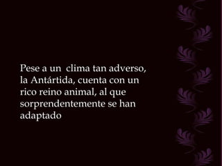 Pese a un  clima tan adverso, la Antártida, cuenta con un rico reino animal, al que sorprendentemente se han adaptado  