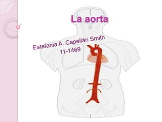 La aorta
 