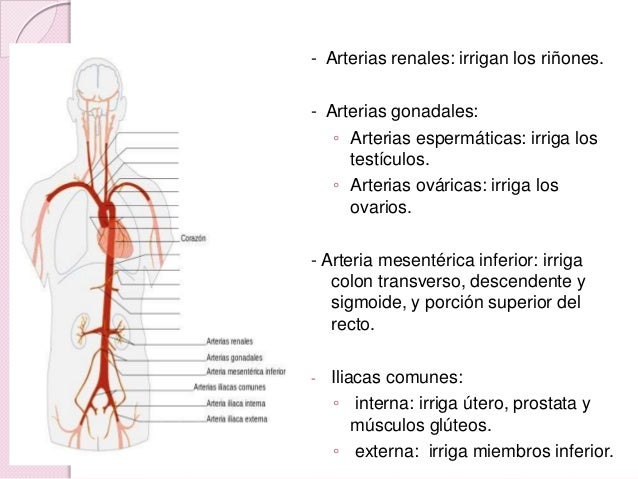 La aorta lab anato