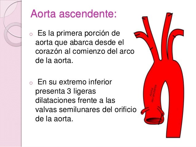 La aorta lab anato