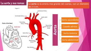 La aorta y sus ramas parte 1