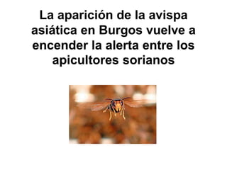 La aparición de la avispa
asiática en Burgos vuelve a
encender la alerta entre los
apicultores sorianos
 