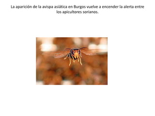 La aparición de la avispa asiática en Burgos vuelve a encender la alerta entre
los apicultores sorianos.
 