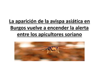 La aparición de la avispa asiática en
Burgos vuelve a encender la alerta
entre los apicultores soriano
 