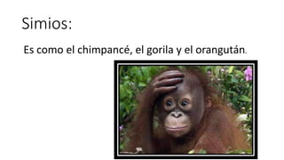 Simios:
Es como el chimpancé, el gorila y el orangután.
 