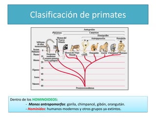 Primates Humanos La aparición del ser humano | PDF