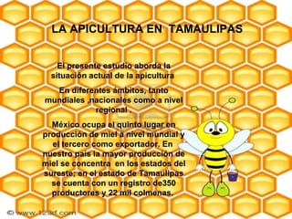 LA APICULTURA EN  TAMAULIPAS El presente estudio aborda la situación actual de la apicultura  En diferentes ámbitos, tanto mundiales ,nacionales como a nivel regional . México ocupa el quinto lugar en producción de miel a nivel mundial y el tercero como exportador. En  nuestro país la mayor producción de miel se concentra  en los estados del sureste; en el estado de Tamaulipas se cuenta con un registro de350 productores y 22 mil colmenas.  
