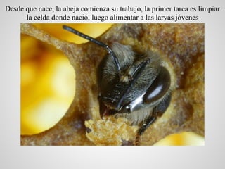 Desde que nace, la abeja comienza su trabajo, la primer tarea es limpiar
      la celda donde nació, luego alimentar a las...