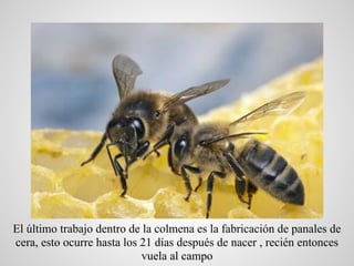 El último trabajo dentro de la colmena es la fabricación de panales de
cera, esto ocurre hasta los 21 días después de nace...