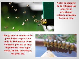 Antes de alejarse
                             de la colmena las
                                 obreras se
             ...