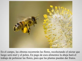 En el campo, las obreras recorrerán las flores, recolectando el néctar que
luego será miel y el polen, En pago de esos ali...