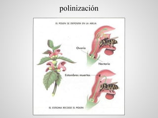 polinización
 