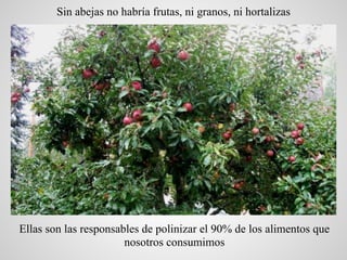 Sin abejas no habría frutas, ni granos, ni hortalizas




Ellas son las responsables de polinizar el 90% de los alimentos ...
