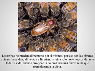 Las reinas no pueden alimentarse por si mismas, por eso son las obreras
quienes la cuidan, alimentan y limpian, la reina s...