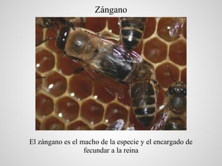 Zángano




El zángano es el macho de la especie y el encargado de
                  fecundar a la reina
 