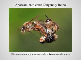 Apareamiento entre Zángano y Reina




El apareamiento ocurre en vuelo a 16 metros de altura
 