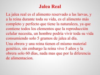 Jalea Real
La jalea real es el alimento reservado a las larvas, y
a la reina durante toda su vida, es el alimento más
comp...