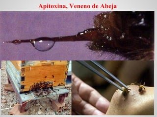 Apitoxina, Veneno de Abeja
 