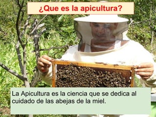 ¿Que es la apicultura?




La Apicultura es la ciencia que se dedica al
cuidado de las abejas de la miel.
 