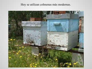 Hoy se utilizan colmenas más modernas.
 
