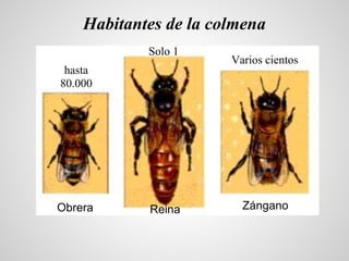 Habitantes de la colmena
            Solo 1
                       Varios cientos
 hasta
80.000




Obrera      Reina     ...