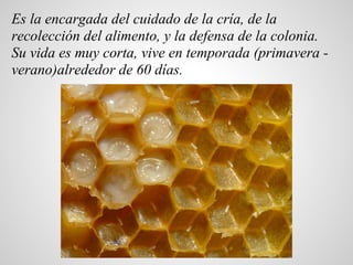 Es la encargada del cuidado de la cría, de la
recolección del alimento, y la defensa de la colonia.
Su vida es muy corta, ...