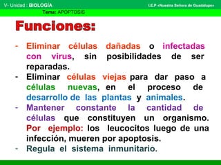 - Eliminar células dañadas o infectadas
con virus, sin posibilidades de ser
reparadas.
- Eliminar células viejas para dar paso a
células nuevas, en el proceso de
desarrollo de las plantas y animales.
- Mantener constante la cantidad de
células que constituyen un organismo.
Por ejemplo: los leucocitos luego de una
infección, mueren por apoptosis.
- Regula el sistema inmunitario.
V- Unidad : BIOLOGÍA
Tema: APOPTOSIS
I.E.P «Nuestra Señora de Guadalupe»
 