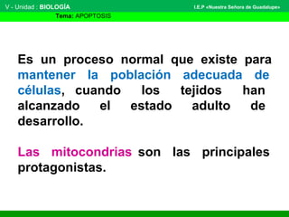 V - Unidad : BIOLOGÍA
Tema: APOPTOSIS
I.E.P «Nuestra Señora de Guadalupe»
Es un proceso normal que existe para
mantener la población adecuada de
células, cuando los tejidos han
alcanzado el estado adulto de
desarrollo.
Las mitocondrias son las principales
protagonistas.
 