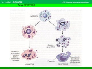 V - Unidad : BIOLOGÍA
Tema: APOPTOSIS
I.E.P «Nuestra Señora de Guadalupe»
 