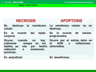 V - Unidad : BIOLOGÍA
Tema: APOPTOSIS
I.E.P «Nuestra Señora de Guadalupe»
NECROSIS APOPTOSIS
Se destruye la membrana
celular
La membrana celular no se
destruye.
Es la muerte del tejido
corporal.
Es la muerte de células
programadas.
Ocurre cuando no hay
suficiente sangre en los
tejidos, ya sea por lesión,
radiación o sustancias
químicas.
Ocurre por el estrés, daño en
el ADN o radiaciones
ultravioleta.
Es perjudicial. Es beneficioso.
 