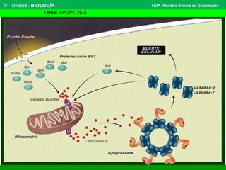 V - Unidad : BIOLOGÍA
Tema: APOPTOSIS
I.E.P «Nuestra Señora de Guadalupe»
 