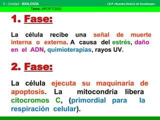 La célula recibe una señal de muerte
interna o externa. A causa del estrés, daño
en el ADN, quimioterapias, rayos UV.
V - Unidad : BIOLOGÍA
Tema: APOPTOSIS
I.E.P «Nuestra Señora de Guadalupe»
La célula ejecuta su maquinaria de
apoptosis. La mitocondria libera
citocromos C, (primordial para la
respiración celular).
 