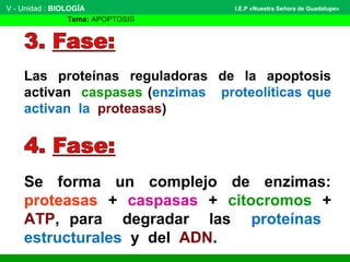 Las proteínas reguladoras de la apoptosis
activan caspasas (enzimas proteolíticas que
activan la proteasas)
V - Unidad : BIOLOGÍA
Tema: APOPTOSIS
I.E.P «Nuestra Señora de Guadalupe»
Se forma un complejo de enzimas:
proteasas + caspasas + citocromos +
ATP, para degradar las proteínas
estructurales y del ADN.
 