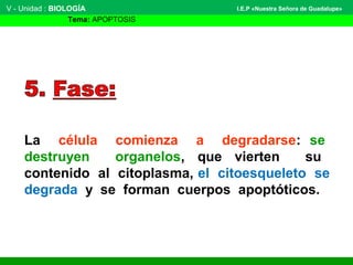 La célula comienza a degradarse: se
destruyen organelos, que vierten su
contenido al citoplasma, el citoesqueleto se
degrada y se forman cuerpos apoptóticos.
V - Unidad : BIOLOGÍA
Tema: APOPTOSIS
I.E.P «Nuestra Señora de Guadalupe»
 