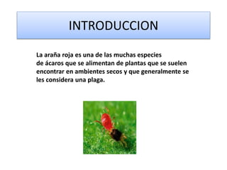 INTRODUCCION
La araña roja es una de las muchas especies
de ácaros que se alimentan de plantas que se suelen
encontrar en ambientes secos y que generalmente se
les considera una plaga.
 