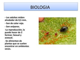 BIOLOGIA
- Los adultos miden
alrededor de 0,5 mm.
- Son de color rojo.
- Son ovíparos.
-La reproducción, la
puede hacer de 2
formas: Sexual y
asexual.
- Se alimentan de
plantas que se suelen
encontrar en ambientes
secos.
 