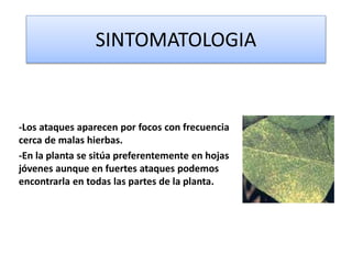 SINTOMATOLOGIA
-Los ataques aparecen por focos con frecuencia
cerca de malas hierbas.
-En la planta se sitúa preferentemente en hojas
jóvenes aunque en fuertes ataques podemos
encontrarla en todas las partes de la planta.
 