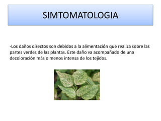 SIMTOMATOLOGIA
-Los daños directos son debidos a la alimentación que realiza sobre las
partes verdes de las plantas. Este daño va acompañado de una
decoloración más o menos intensa de los tejidos.
 