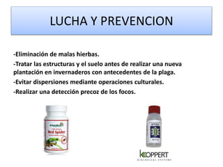 LUCHA Y PREVENCION
-Eliminación de malas hierbas.
-Tratar las estructuras y el suelo antes de realizar una nueva
plantación en invernaderos con antecedentes de la plaga.
-Evitar dispersiones mediante operaciones culturales.
-Realizar una detección precoz de los focos.
 