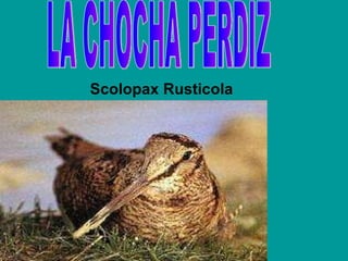 Scolopax Rusticola LA CHOCHA PERDIZ 