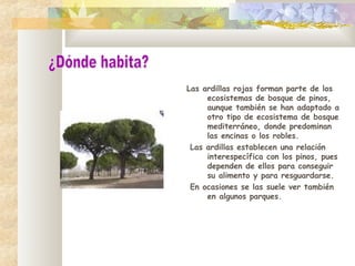 Las ardillas rojas forman parte de los
ecosistemas de bosque de pinos,
aunque también se han adaptado a
otro tipo de ecosistema de bosque
mediterráneo, donde predominan
las encinas o los robles.
Las ardillas establecen una relación
interespecífica con los pinos, pues
dependen de ellos para conseguir
su alimento y para resguardarse.
En ocasiones se las suele ver también
en algunos parques.