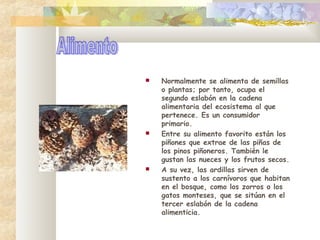  Normalmente se alimenta de semillas
o plantas; por tanto, ocupa el
segundo eslabón en la cadena
alimentaria del ecosistema al que
pertenece. Es un consumidor
primario.
Entre su alimento favorito están los
piñones que extrae de las piñas de
los pinos piñoneros. También le
gustan las nueces y los frutos secos.
A su vez, las ardillas sirven de
sustento a los carnívoros que habitan
en el bosque, como los zorros o los
gatos monteses, que se sitúan en el
tercer eslabón de la cadena
alimenticia.