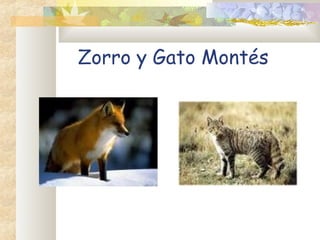 Zorro y Gato Montés